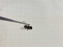 Diptera