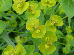 Euphorbia saratoi
