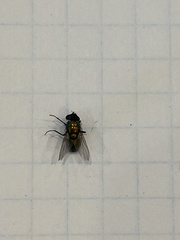 Diptera