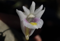 Dendrobium linearifolium