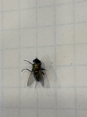 Diptera