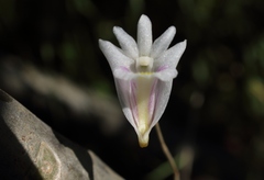 Dendrobium linearifolium