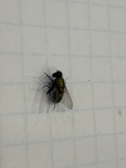 Diptera