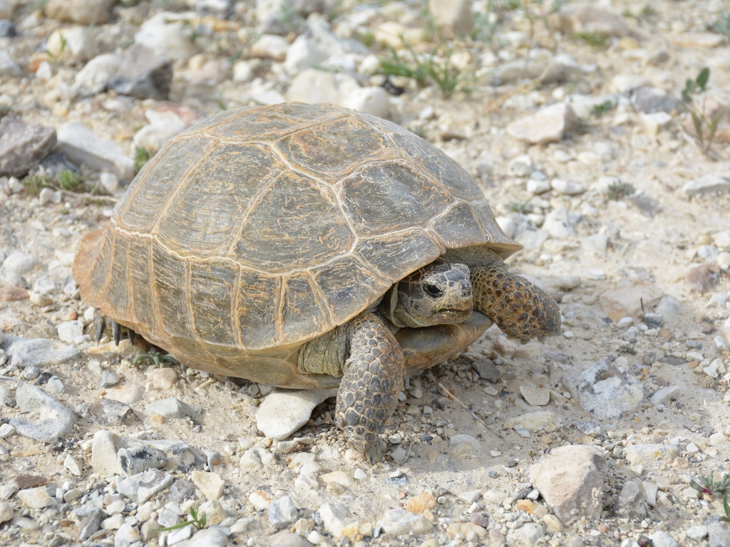 Afghan Tortoise in May 2017 by Владимир SaganSS Каганов · iNaturalist