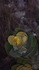 Distephanus eriophyllus image