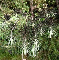 Linochilus rosmarinifolius