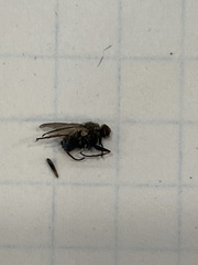 Diptera
