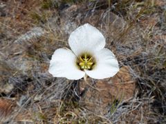 Calochortus howellii