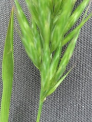 Bromus scoparius