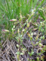 Cerastium subtetrandrum