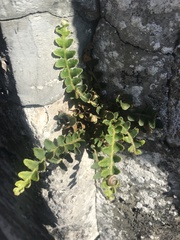 Asplenium ceterach ceterach