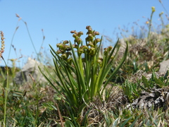 Chamorchis alpina
