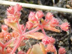 Crassula strigosa