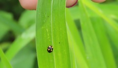 Brachiacantha bistripustulata