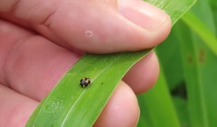 Brachiacantha bistripustulata