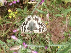 Melanargia larissa