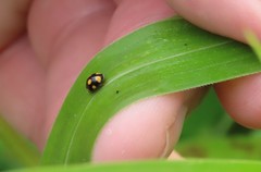 Brachiacantha bistripustulata