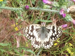 Melanargia larissa