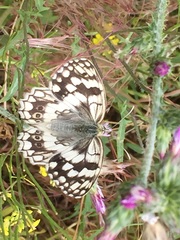 Melanargia larissa