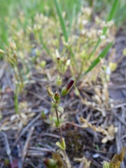 Cerastium subtetrandrum