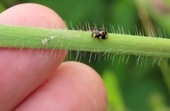 Brachiacantha bistripustulata
