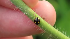 Brachiacantha bistripustulata