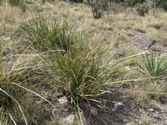 Nolina microcarpa