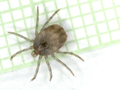Ixodes uriae
