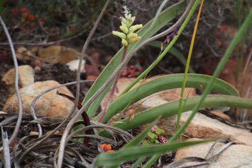 Lachenalia capensis