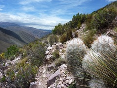 Oreocereus trollii