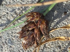 Carex stenophylla