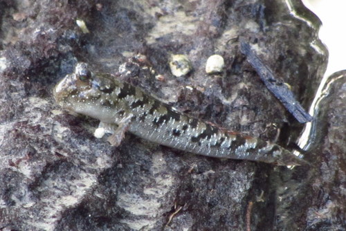 Barred Mudskipper