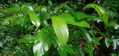Tetracera