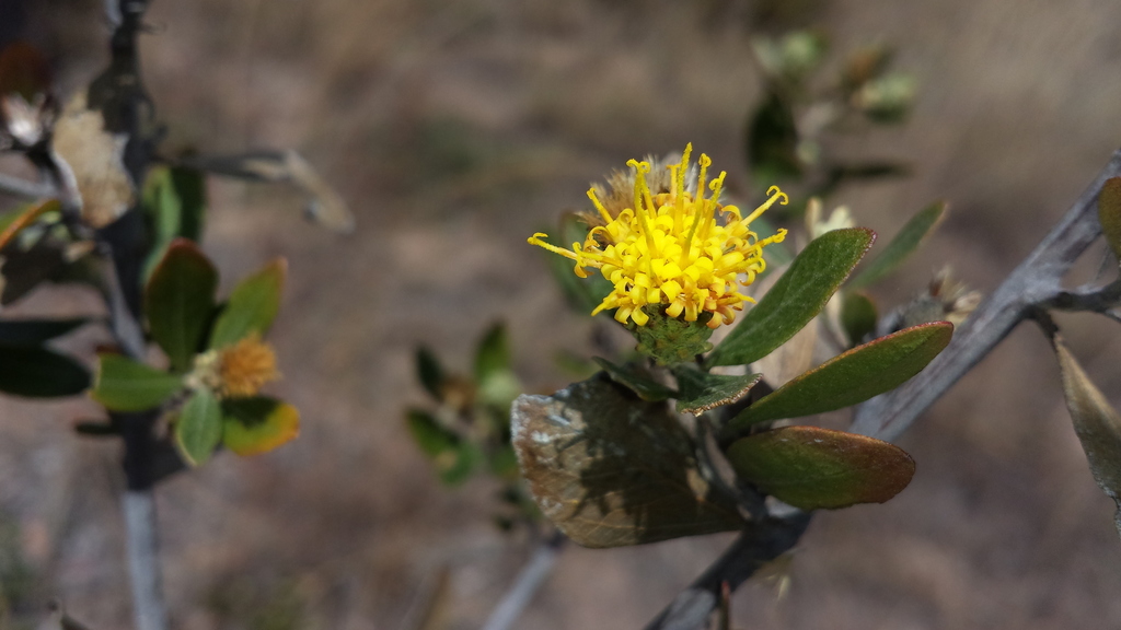 Distephanus glutinosus
