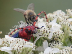 Stenaspis verticalis insignis