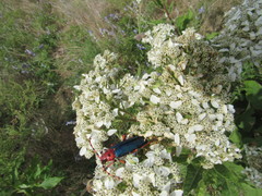 Stenaspis verticalis insignis