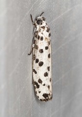 Ethmia clytodoxa