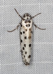 Ethmia clytodoxa