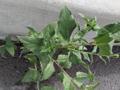 Aldama cordifolia