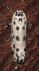 Ethmia sphaerosticha