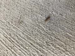 Armadillidium nasatum