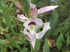 Calochortus eurycarpus