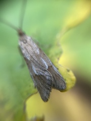 Diurnea lipsiella