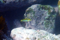 Anampses elegans