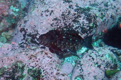 Aplodactylus lophodon