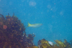 Dinolestes lewini