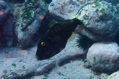 Eubalichthys bucephalus