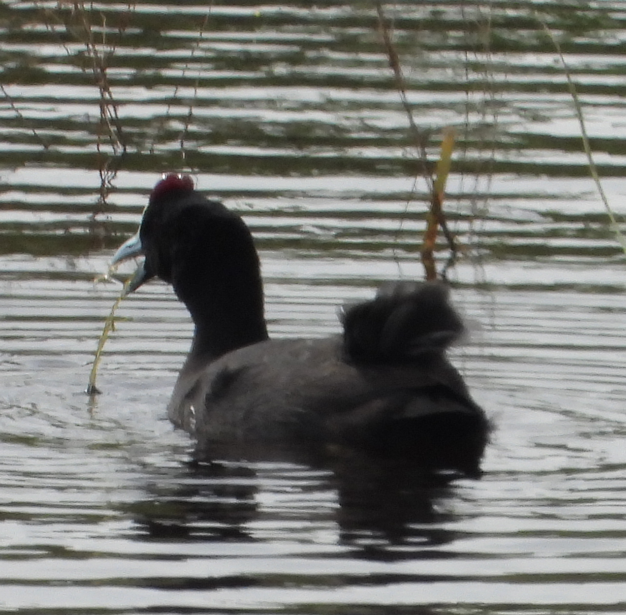 Red-knobbed Coot (Fulica cristata)