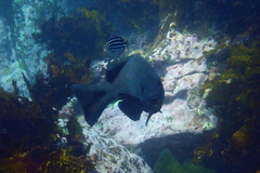 Girella elevata