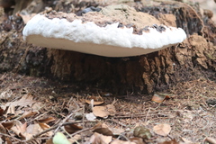 Ganoderma adspersum